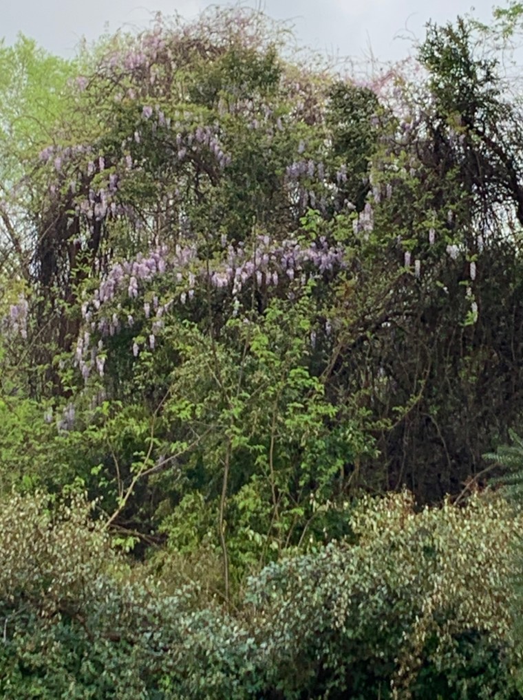 wisteria